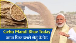 Gehu Mandi Bhav : गेहूं के भाव में जबरदस्त तेजी, अब इतने हो गए 1 क्विंटल गेहूं के रेट।